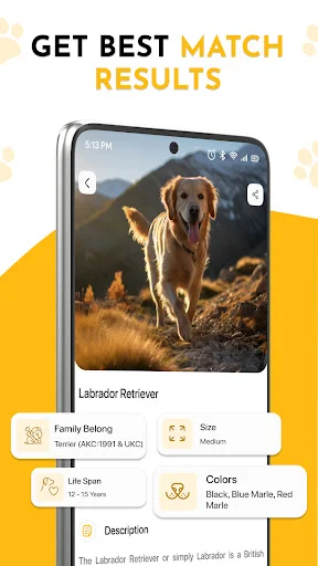 Labrador Retriever breed results card displaying family type, size, lifespan, colors, and detailed breed description