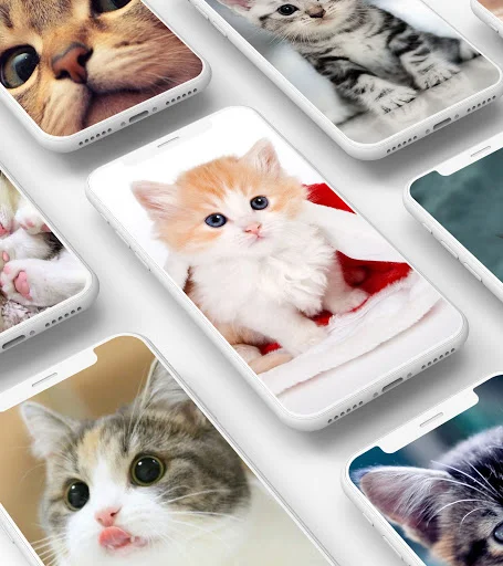 Phone wallpaper app showing collection of cute kitten designs with various adorable cats for mobile personalization