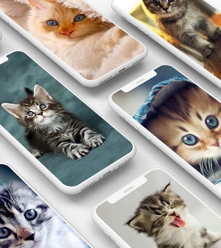 Kitten wallpaper gallery on mobile phones displaying colorful cat designs for phone personalization app