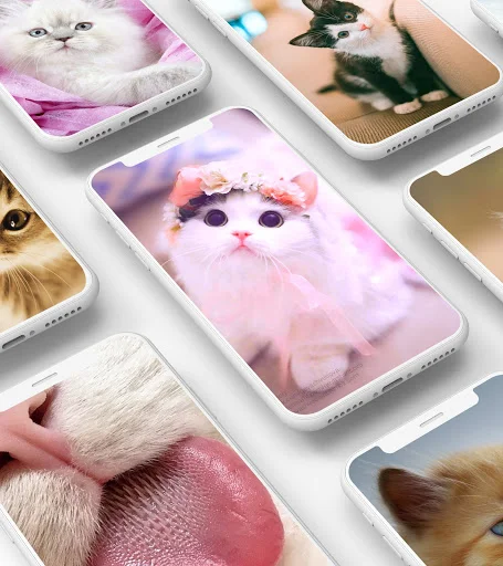 Aesthetic kitten wallpapers in different color themes displayed on multiple mobile phone screens