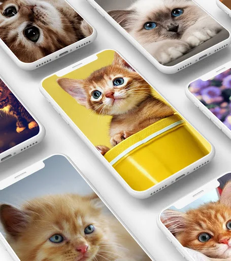Kitten wallpaper app interface with colorful cat wallpaper selections including yellow-themed designs