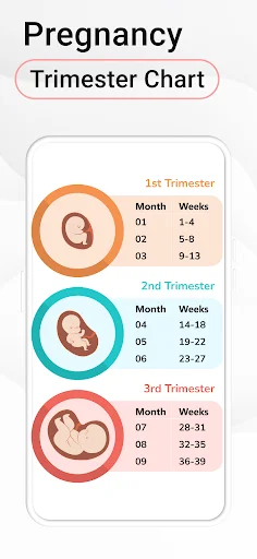 Pregnancy trimester chart organizing 9 months into first, second, and third trimesters with month numbers and week ranges